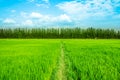 Rice field green grass blue sky landscape Royalty Free Stock Photo