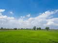 Rice field green grass blue sky landscape Royalty Free Stock Photo