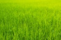 Rice field green grass blue sky landscape Royalty Free Stock Photo