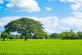 Rice field green grass blue sky landscape Royalty Free Stock Photo