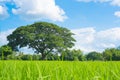 Rice field green grass blue sky landscape Royalty Free Stock Photo