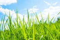 Rice field green grass blue sky landscape Royalty Free Stock Photo