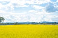 Rice field green grass blue sky landscape Royalty Free Stock Photo