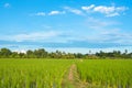 Rice field green grass blue sky landscape Royalty Free Stock Photo