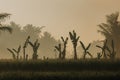 Rice field green grass with palm trees Royalty Free Stock Photo