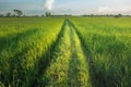 Rice field green grass road nature landscape background.