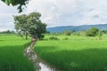 Rice field green grass under the blue sky cloudy with tree lands Royalty Free Stock Photo