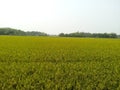 Rice field and green horizon