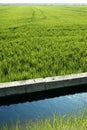 Rice field green meadow in Spain ditch Royalty Free Stock Photo