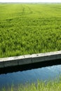 Rice field green meadow in Spain ditch