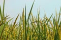 Rice field, green nature background