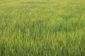 Rice field