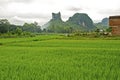 Rice field in Guilin, China Royalty Free Stock Photo