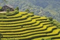 Rice field in Ha Giang Royalty Free Stock Photo
