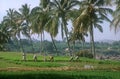 Rice field in Hampi, India