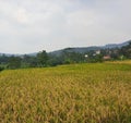 Rice Field Harvest and Little Hill Village