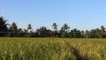 rice field in harvest season with afternoon sun, rice field view of golden rice farming field with green natural