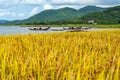 Rice Field Harvest in Vietnam, Asia Royalty Free Stock Photo