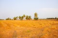 Rice field after harvesting and coconut tree