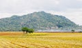 Rice field after harvesting at Nui Sam in Angiang, Vietnam