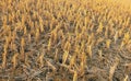 Rice field after harvesting rice stubble scenery after paddy plant cutting recolte riz, cosecha arroz, colheita dearroz  photo Royalty Free Stock Photo