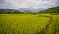 Terraced rice field in Northern Vietnam Royalty Free Stock Photo