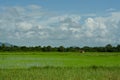 Rice field with hut