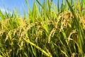 Rice Field II