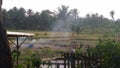 Rice field Royalty Free Stock Photo