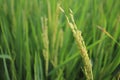 Rice Field