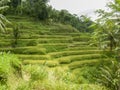 Rice field