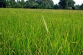 rice field infested by weedy rice, Thailand