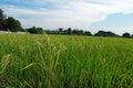 rice field infested by weedy rice, Thailand