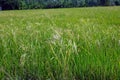 rice field infested by weedy rice, Thailand