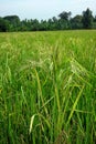 rice field infested by weedy rice, Thailand