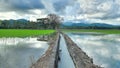 rice field irrigation channels, beautiful rural nature, trees and mountains