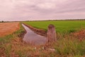 Rice field beside the irrigation ditch Royalty Free Stock Photo