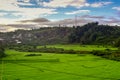 Rice field