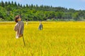 Rice field in Japan Royalty Free Stock Photo