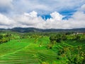 Rice field in Jatiluwih rice terraces in Bali Indonesia. Top view from drone of the beautiful paddy fields with velvet green young Royalty Free Stock Photo