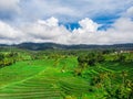 Rice field in Jatiluwih rice terraces in Bali Indonesia. Top view from drone of the beautiful paddy fields with velvet Royalty Free Stock Photo