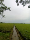 Rice Field, Karawang, Indonesia, skies