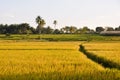 Rice field in Karnataka (India) Royalty Free Stock Photo