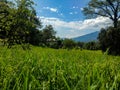 Rice field, kharif crop. himachal pradesh, India Royalty Free Stock Photo