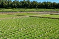 Rice Field at Koraku-en Garden, Okayama, Japan