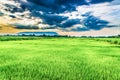 Rice field