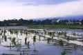 Rice field landscape in bandung