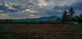 Rice field landscape with cloudy sky at the afternoon Royalty Free Stock Photo