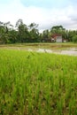 Rice field landscape with ducks, Bali scenic Royalty Free Stock Photo