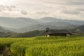 Rice field